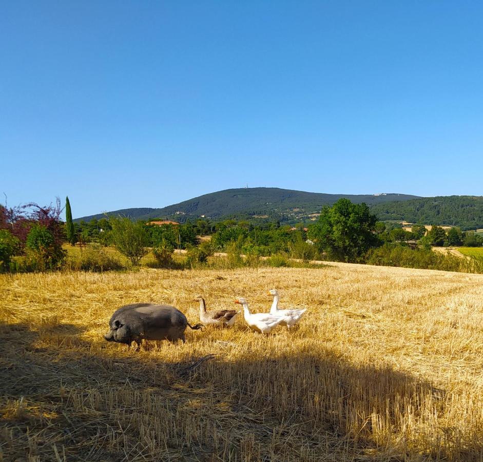 Il Girasole Country House Camerano Bagian luar foto